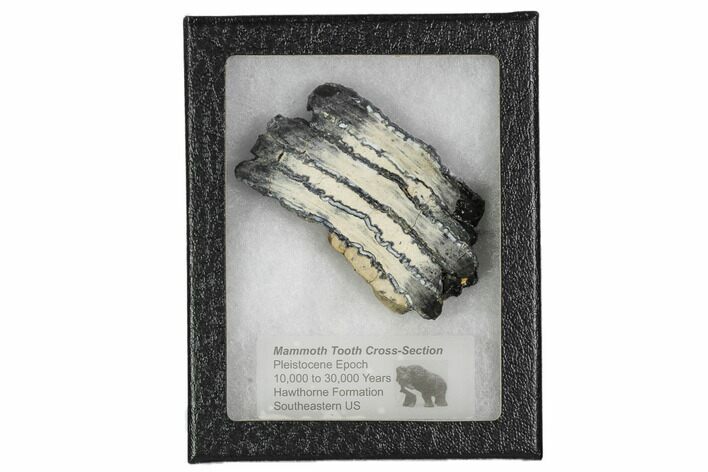 Mammoth Molar Slice With Case - South Carolina #106491